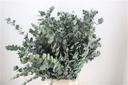 <h4>PRES EUCA STUARTIANA GREEN P BUNCH</h4>