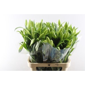 Li Lf Watch Up 2 Kop