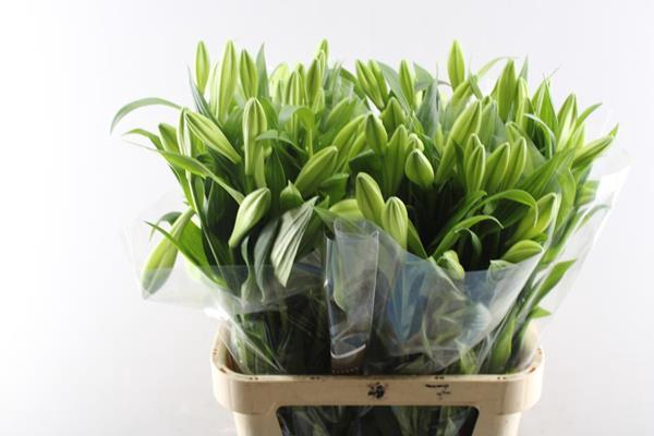 <h4>Li Lf Watch Up 2 Kop</h4>