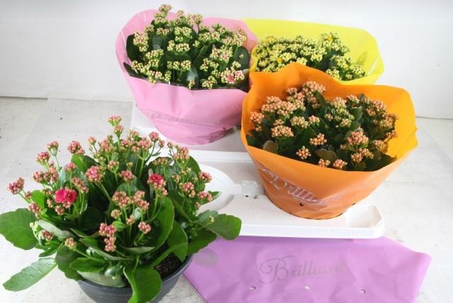 <h4>KAL GE GEM 4 KL</h4>