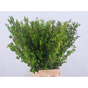 MYRTUS COMMUNIS