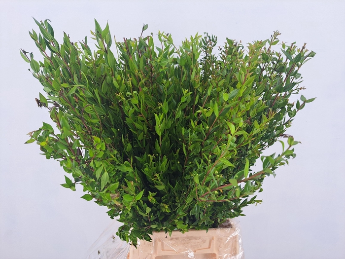 <h4>MYRTUS COMMUNIS</h4>