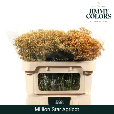 <h4>Gyps Million Star L70 Apricot</h4>