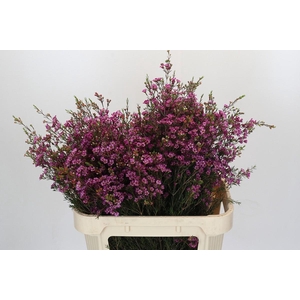 Chamelaucium Purple Pride