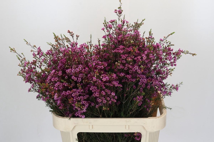 <h4>Chamelaucium Purple Pride</h4>