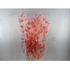 Dried Lunaria Salmon 90cm P Bunch