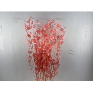 Dried Lunaria Salmon 90cm P Bunch