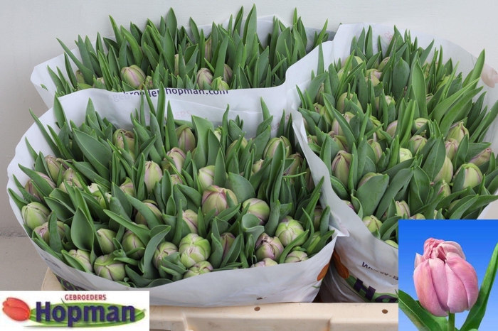 <h4>TU DU KATINKA</h4>