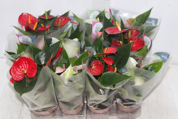 <h4>ANTHURIUM VARIADO P09</h4>