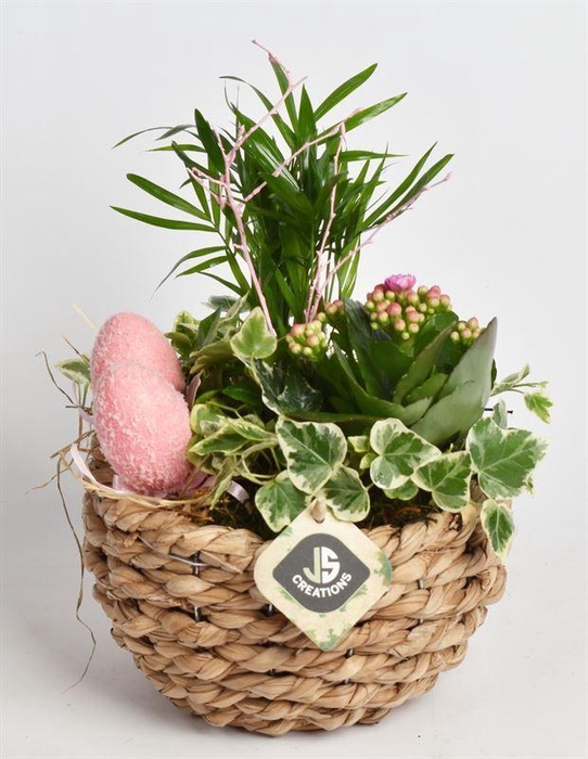 <h4>Mais mand 18cm</h4>