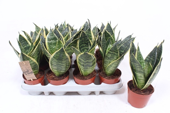 Sansevieria Golden Hahnii