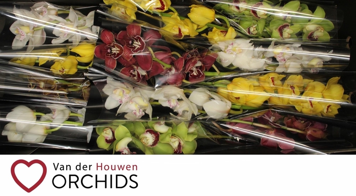 <h4>Gemengd 50 cm.</h4>