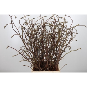 Magnolia Grandiflora