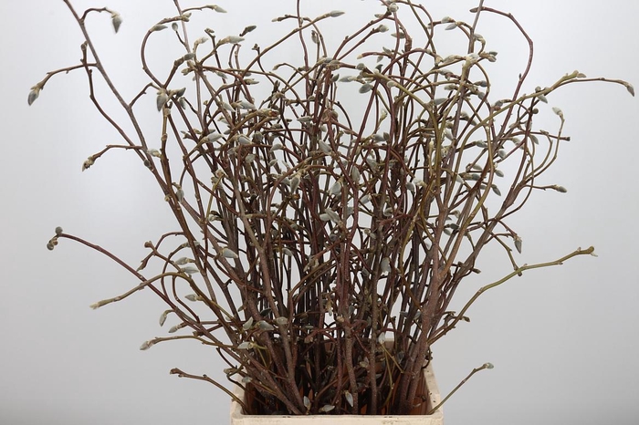 <h4>Magnolia Grandiflora</h4>