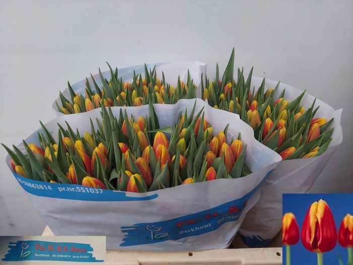 <h4>TU EN DENMARK</h4>