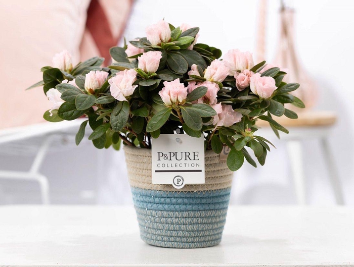 <h4>1st class Azalea pink in P&PURE Fashionpot Valerie</h4>