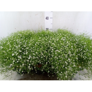 Gypsophila muralis 'Fleur White'