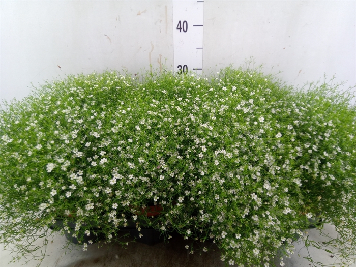 <h4>Gypsophila muralis 'Fleur White'</h4>
