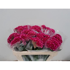 CEL C SOLID ROSE