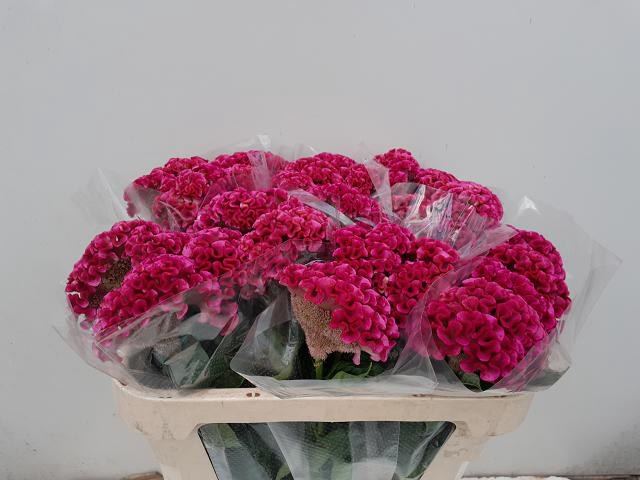 <h4>CEL C SOLID ROSE</h4>