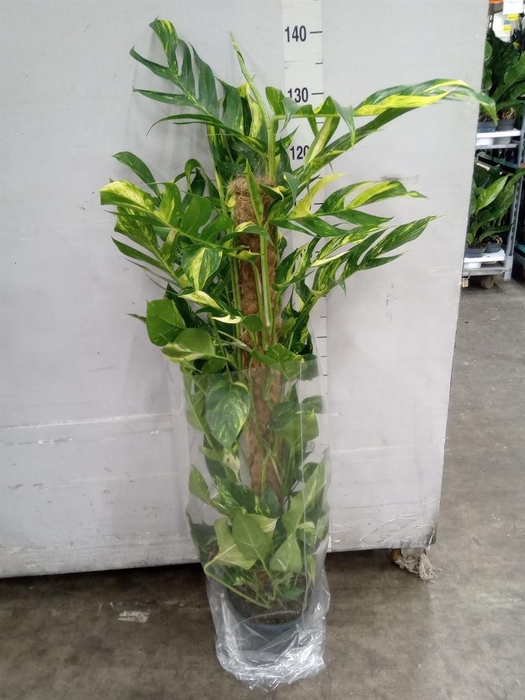 <h4>Epipremnum   ...</h4>