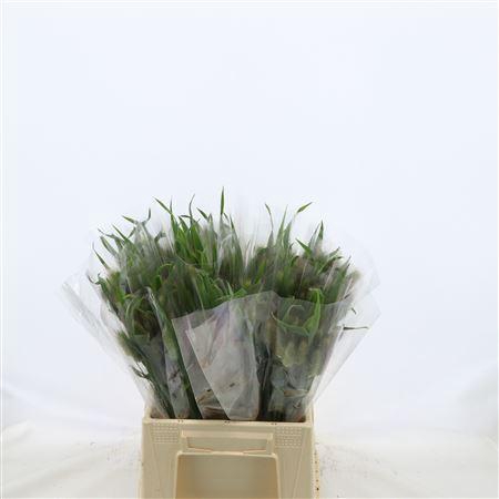 <h4>Triticum Aestivum</h4>