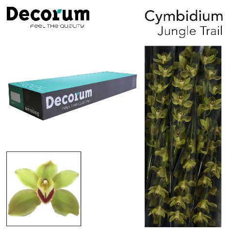 <h4>Cymbidium Jungle Trail</h4>
