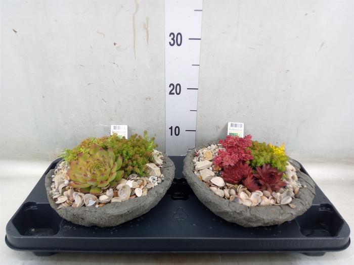 <h4>Arr.   Tuinplanten L%</h4>