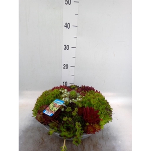 Sempervivum   ...