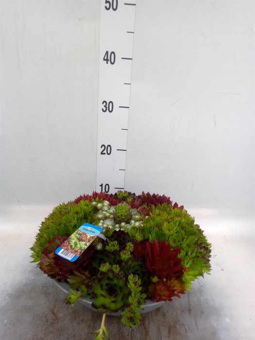 <h4>Sempervivum   ...</h4>