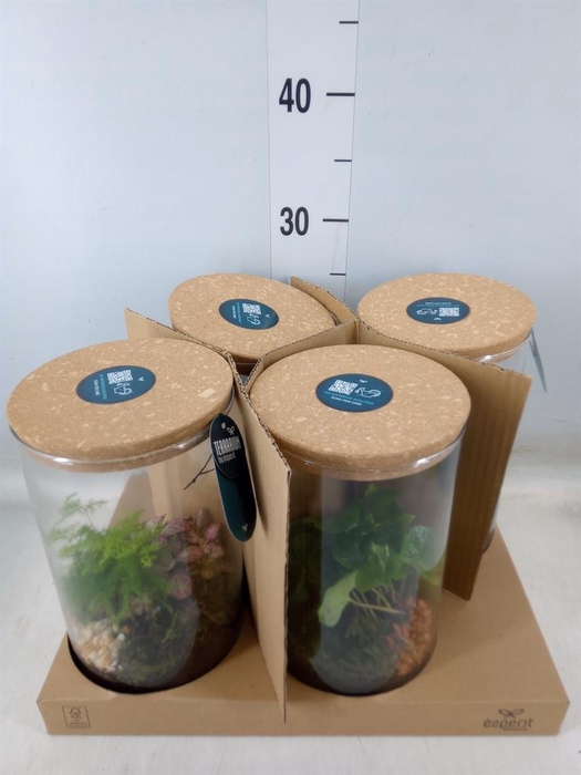 <h4>Arr.    Planten  H%</h4>