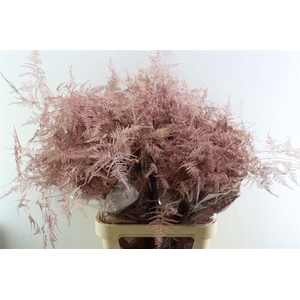 Asp Kbh Lang Rose Goud