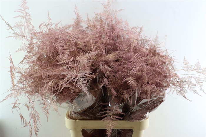 <h4>Asp Kbh Lang Rose Goud</h4>