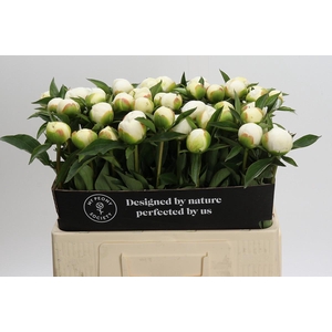 Paeonia Duchesse De Nemours