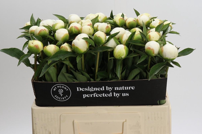 Paeonia Duchesse De Nemours