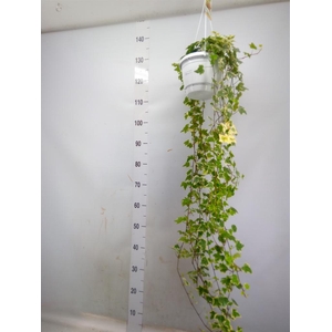 Hedera helix 'Eva'