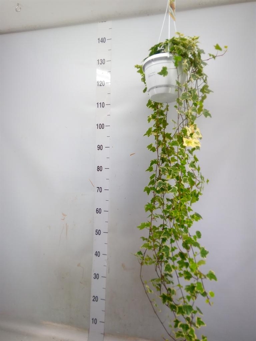 <h4>Hedera helix 'Eva'</h4>