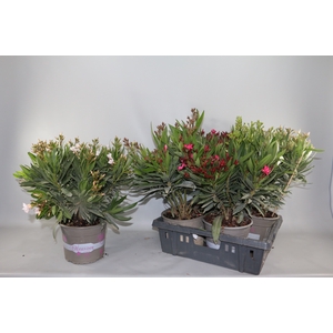 NERIUM OLEANDER OV