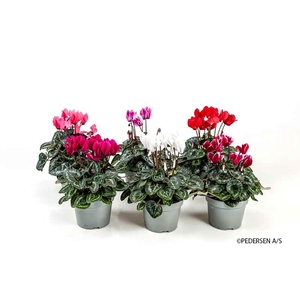 CYCLAMEN PERSICUM-HYBRID-MINI P10,5