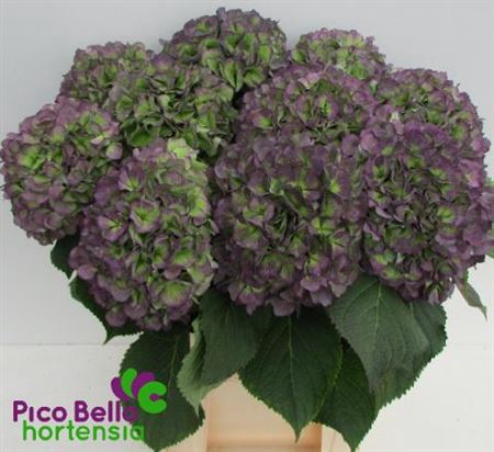 <h4>Hydr M Ch Verena Bl Cl</h4>