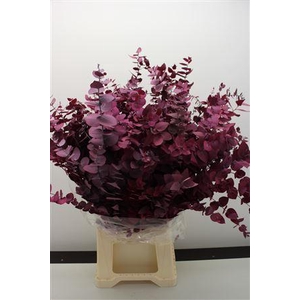 Stuartiana Stabi Lila 150 Gr