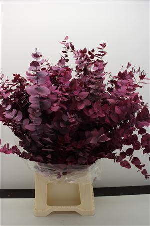 <h4>Stuartiana Stabi Lila 150 Gr</h4>