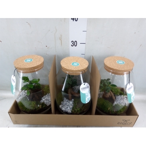 Arr.   Planten H%