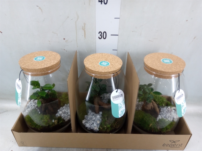 <h4>Arr.   Planten H%</h4>