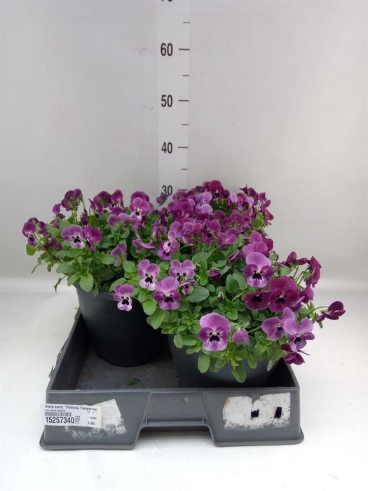 <h4>Viola corn. 'Patiola Tangarine'</h4>