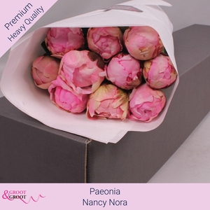 PAEONIA LACT. 'NANCY NORA' PAEONIA