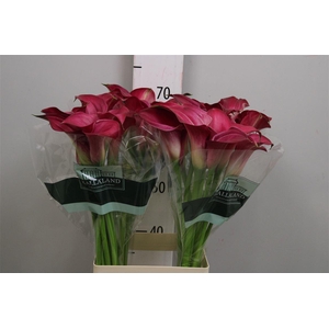 Zant Pink Jewel