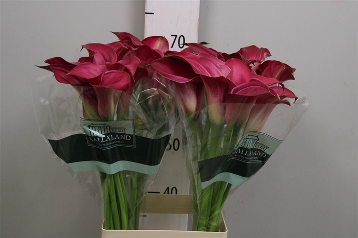 <h4>Zant Pink Jewel</h4>