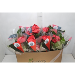 ANTHURIUM CASANOVA P15 VERMELHO