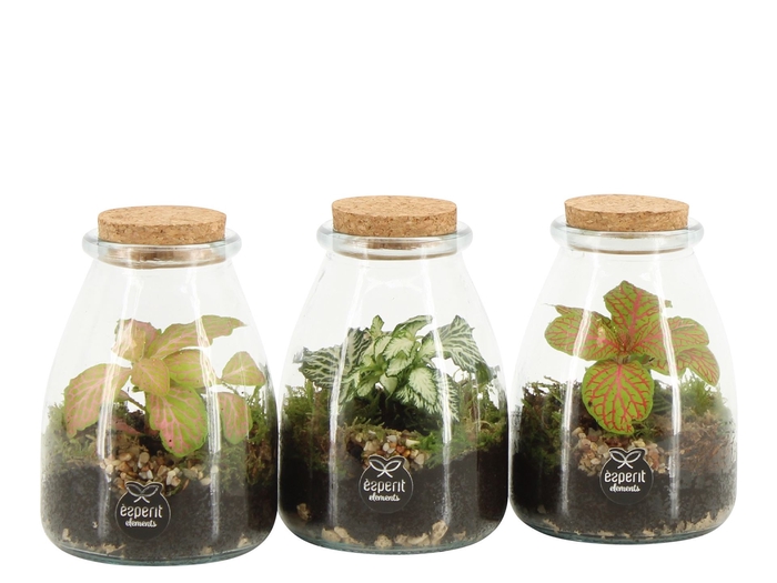 <h4>Arr.   Planten L%</h4>